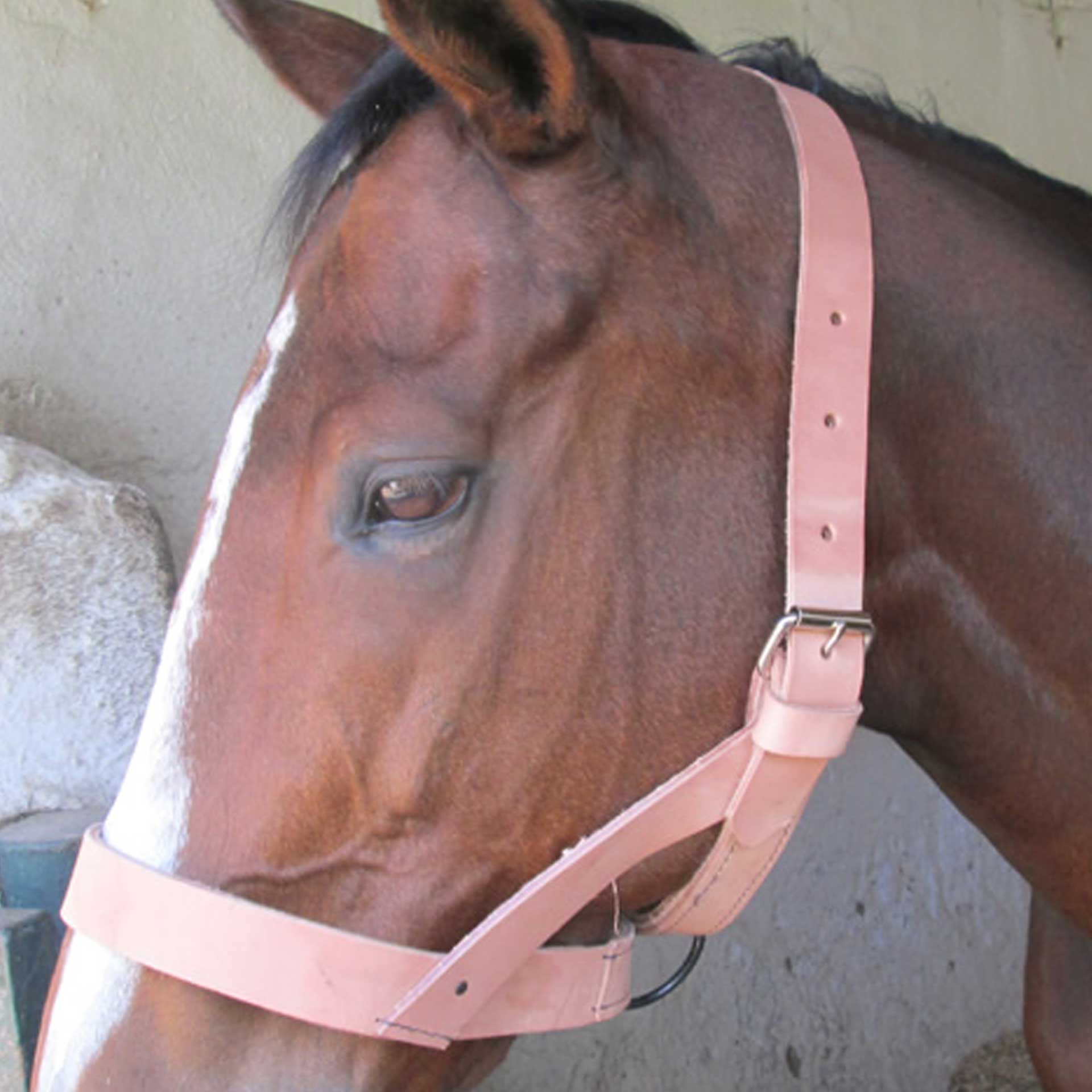 Halter Horse Single Leather Solo